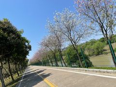 -广东花都湖国家湿地公园