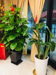 -芳朵美容养生SPA