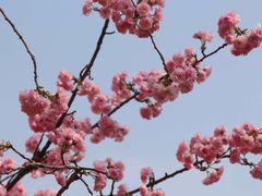 -天适樱花悠乐园