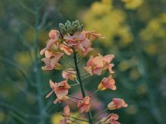 -广富林郊野公园