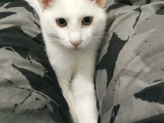 -爱佳宠物中心医院24H·CT·骨外科·猫专科(瑶海万达店)
