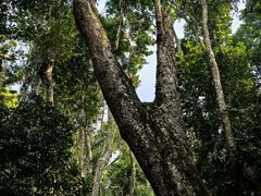-西双版纳原始森林公园