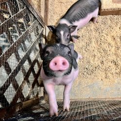 点击看大图 -酷嗒动物文化乐园(cutezoo西溪乐天城店)