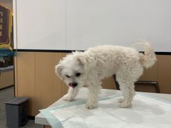 -贝利宠物医院·骨科·眼科·肿瘤转诊中心(南坪诊疗中心)