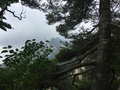 -王顺山国家森林公园