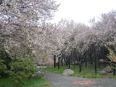 -洛阳市隋唐城遗址植物园
