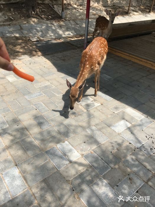北京鹿世界主题园图片