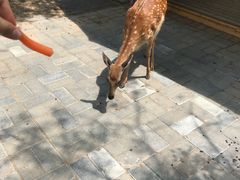 -北京鹿世界主题园