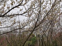 -蜀冈西峰生态公园