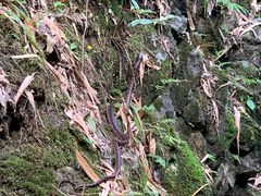 -华蓥山天意谷景区