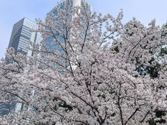 -西北湖绿化广场