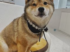 -柴务处·柴犬主题狗咖