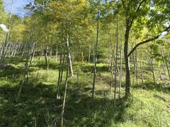 -藏龙百瀑风景区