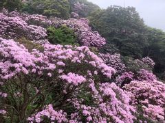 -梧桐山风景名胜区