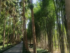 -中国科学院西双版纳热带植物园