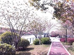 -高东镇樱花园