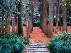 -杭州植物园