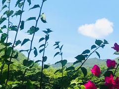 -亚龙湾国际玫瑰谷