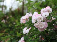 -白鹭湾湿地公园