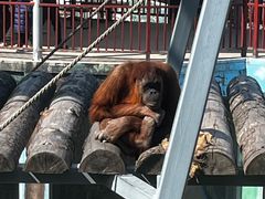 -西霞口神雕山野生动物世界