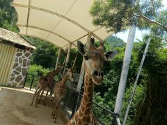 -泉州海丝野生动物世界