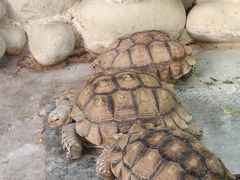 -南宫五洲植物乐园