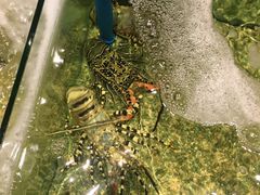 -Isla Sugbu Seafood City