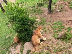-西霞口神雕山野生动物世界