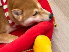 -柴迷FANS CLUB·柴犬狗咖·猫咖