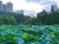 -龙头寺公园