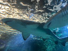 -悉尼海洋生物水族馆