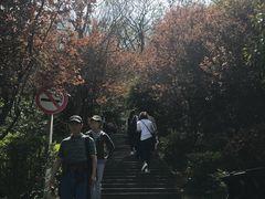 -上海佘山国家森林公园西佘山园