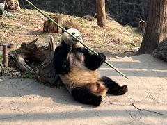 -都江堰中华大熊猫苑