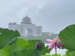 -莲花池公园