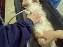 -顺强宠物诊所·狂犬免疫·夜诊·骨科(嘉定店)