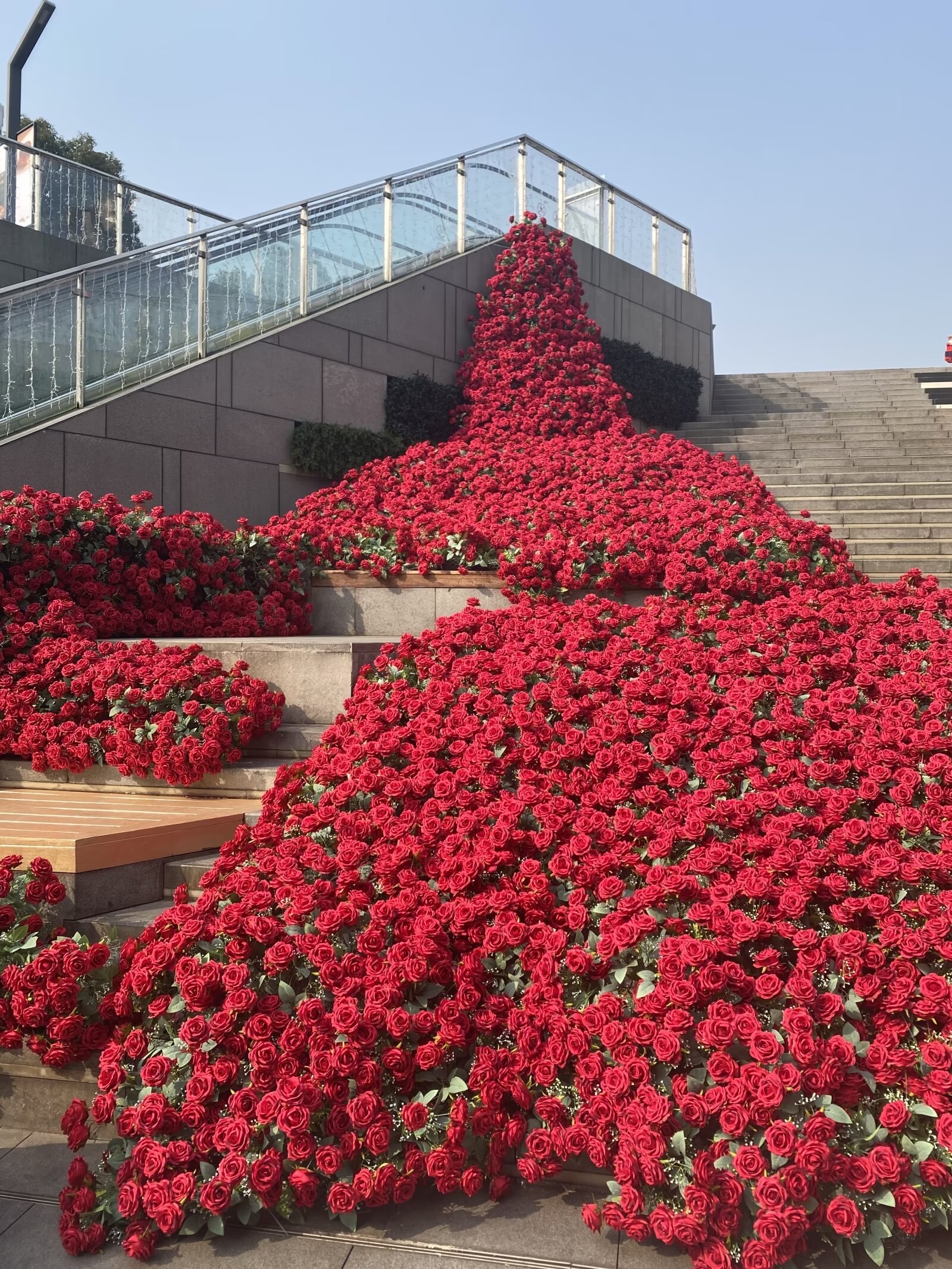 玫瑰花坛设计图片