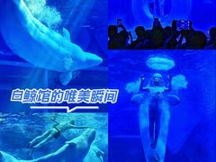 -上海海昌海洋公园-冰山北极馆
