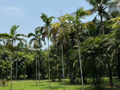 -中国科学院西双版纳热带植物园