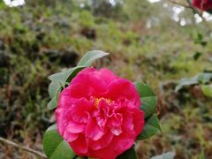 -中山市树木园
