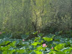 -合肥滨湖国家森林公园