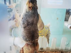 -怪兽屋·羊驼·猫咖·狗咖(俊华广场店)