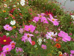 -桤木河湿地公园