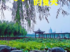 -莲花池公园