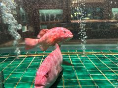 -新荣记(温岭九龙店)