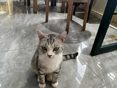 -猫小院猫主题餐厅(南锣旗舰店)