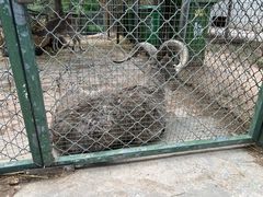 -青藏高原野生动物园