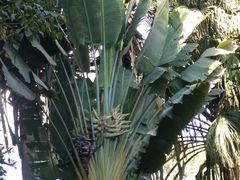 -瑞丽独树成林风景区