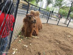 -长白岛森林公园