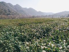-中国茶叶博物馆(双峰馆区)