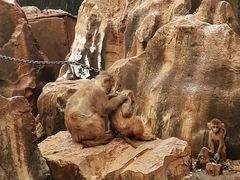 -昆明动物园